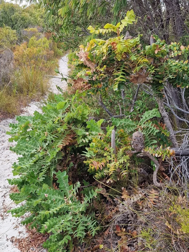 Banksia Grandis