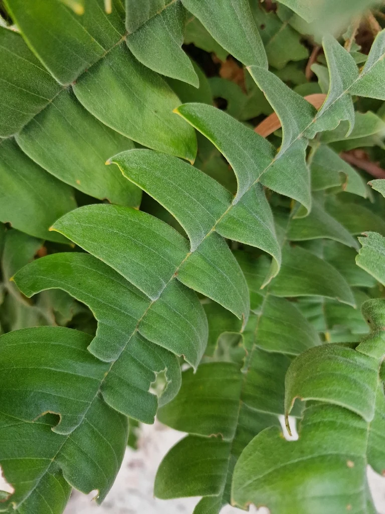 Banksia Grandis