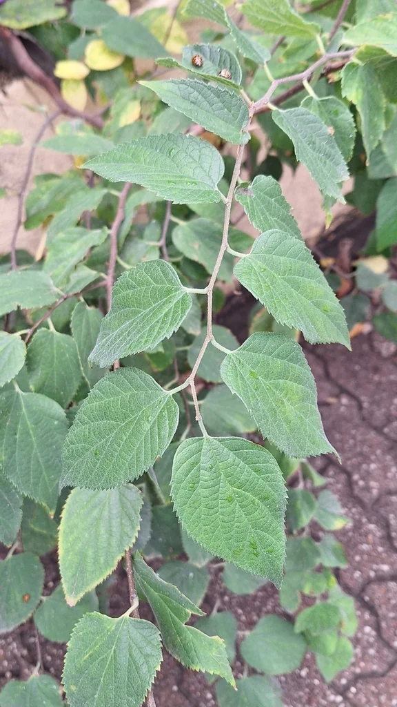 Celtis Australis