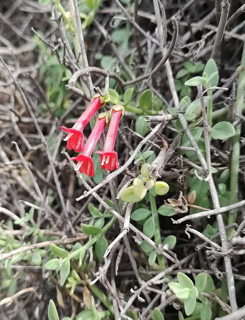 Gambelia Juncea