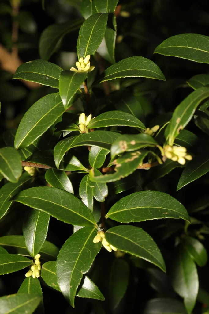 Osmanthus X Burkwoodii