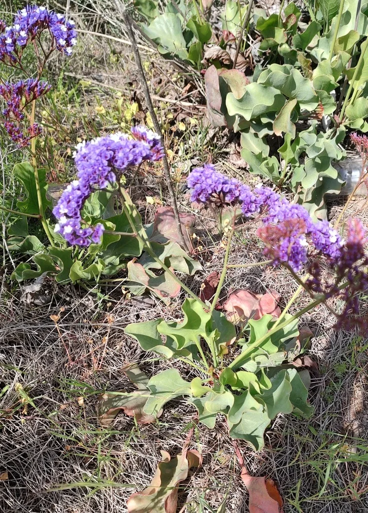 Limonium Perezii