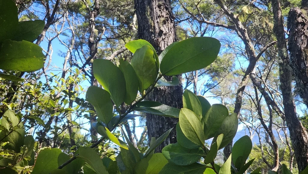 Griselinia Lucida