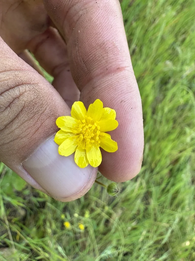 Ranunculus Californicus
