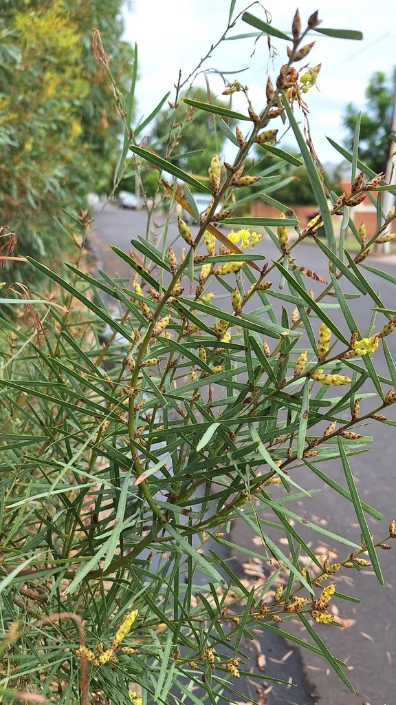Acacia Iteaphylla