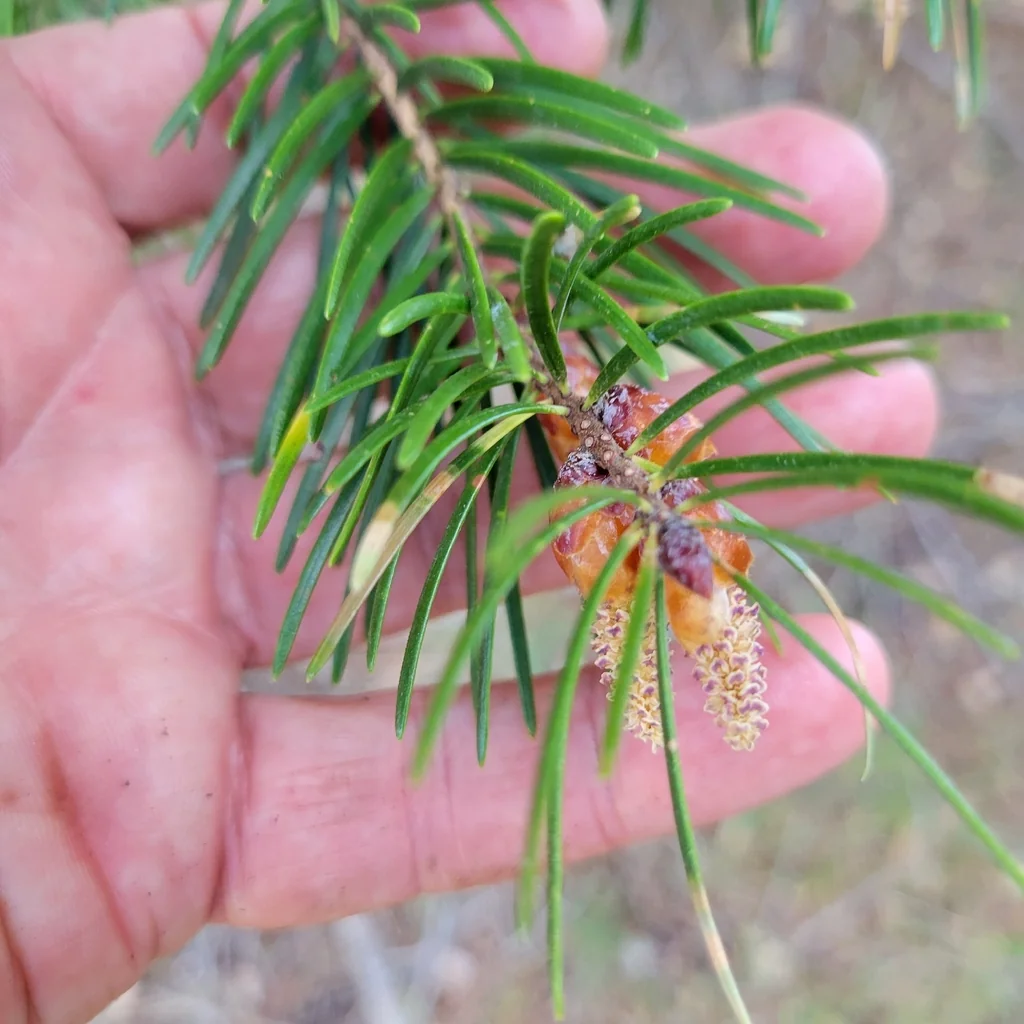 Pseudotsuga Macrocarpa