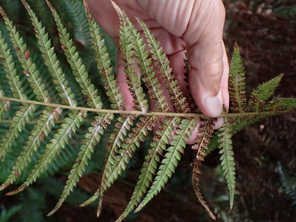 Dicksonia Antarctica