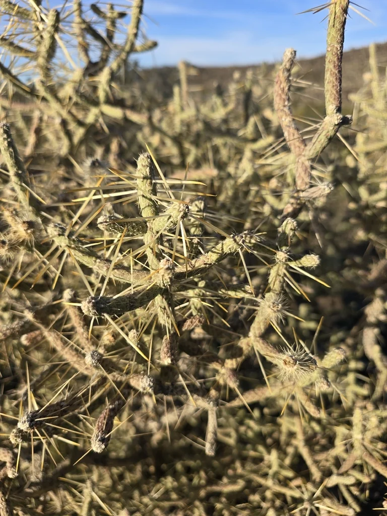 Cylindropuntia Ramosissima