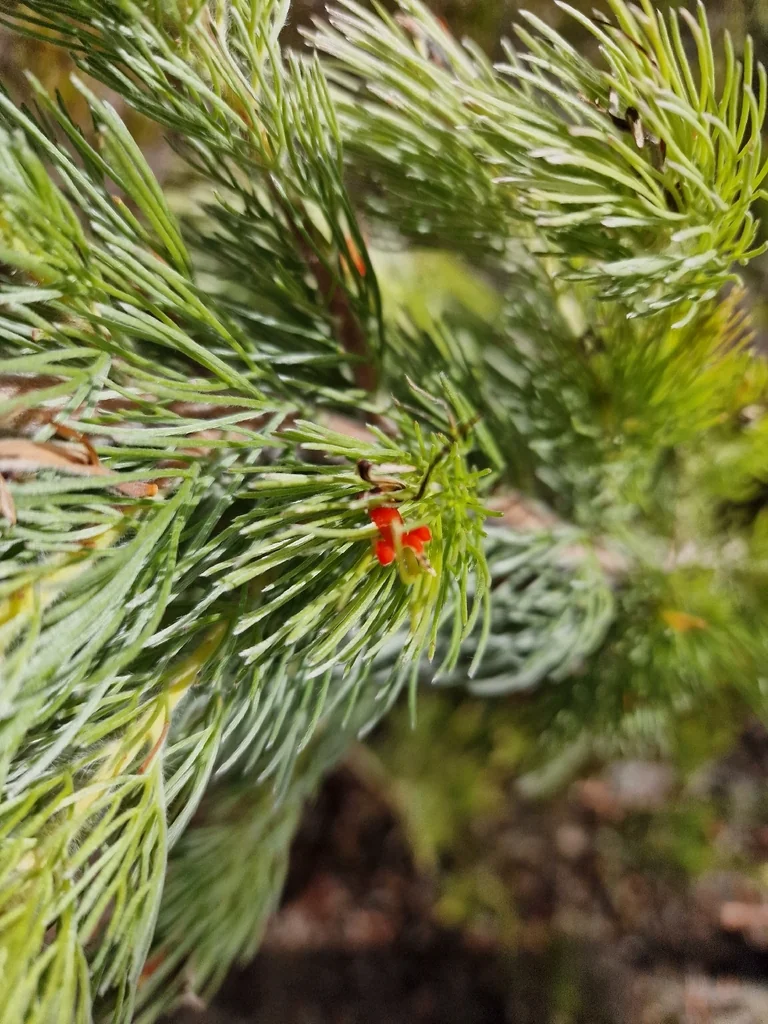 Adenanthos Sericeus