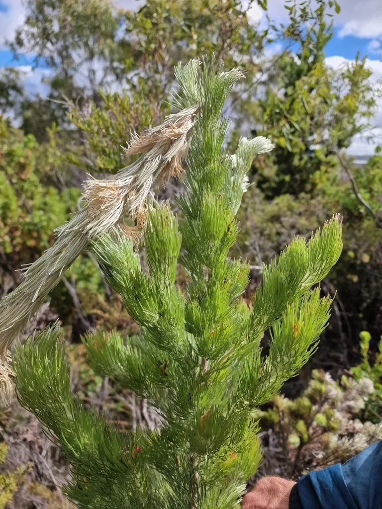 Adenanthos Sericeus