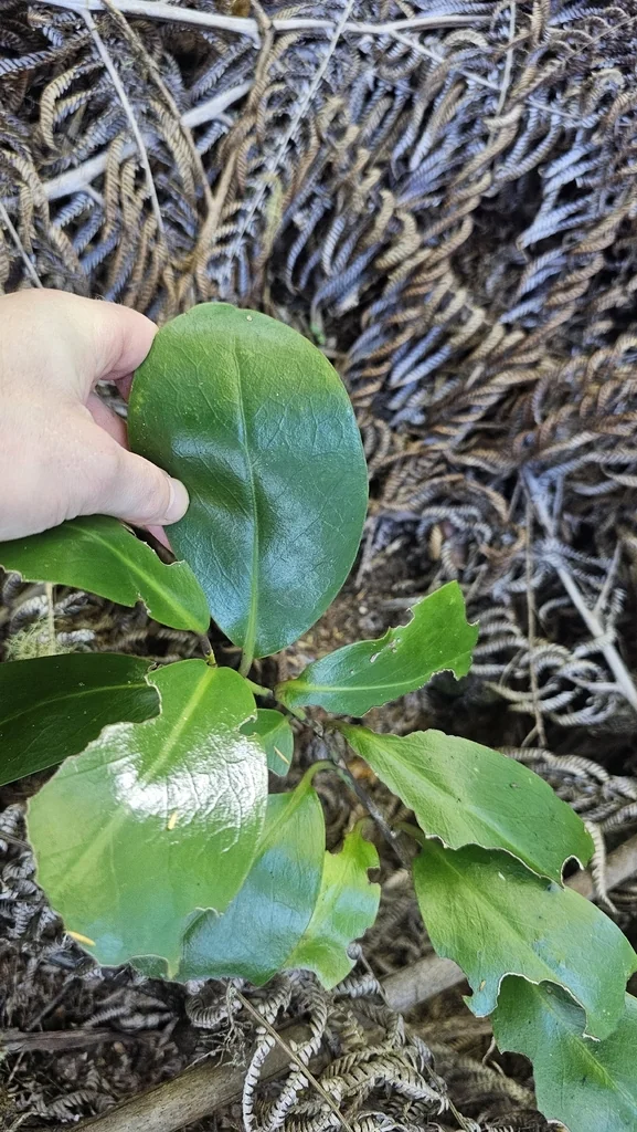 Griselinia Lucida