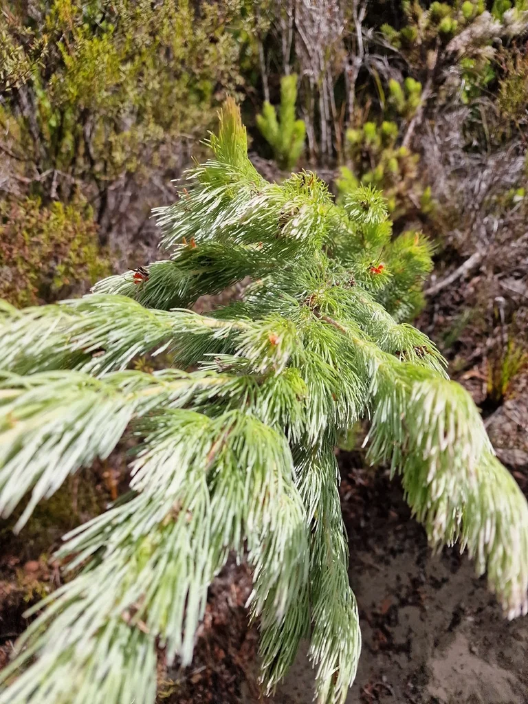 Adenanthos Sericeus
