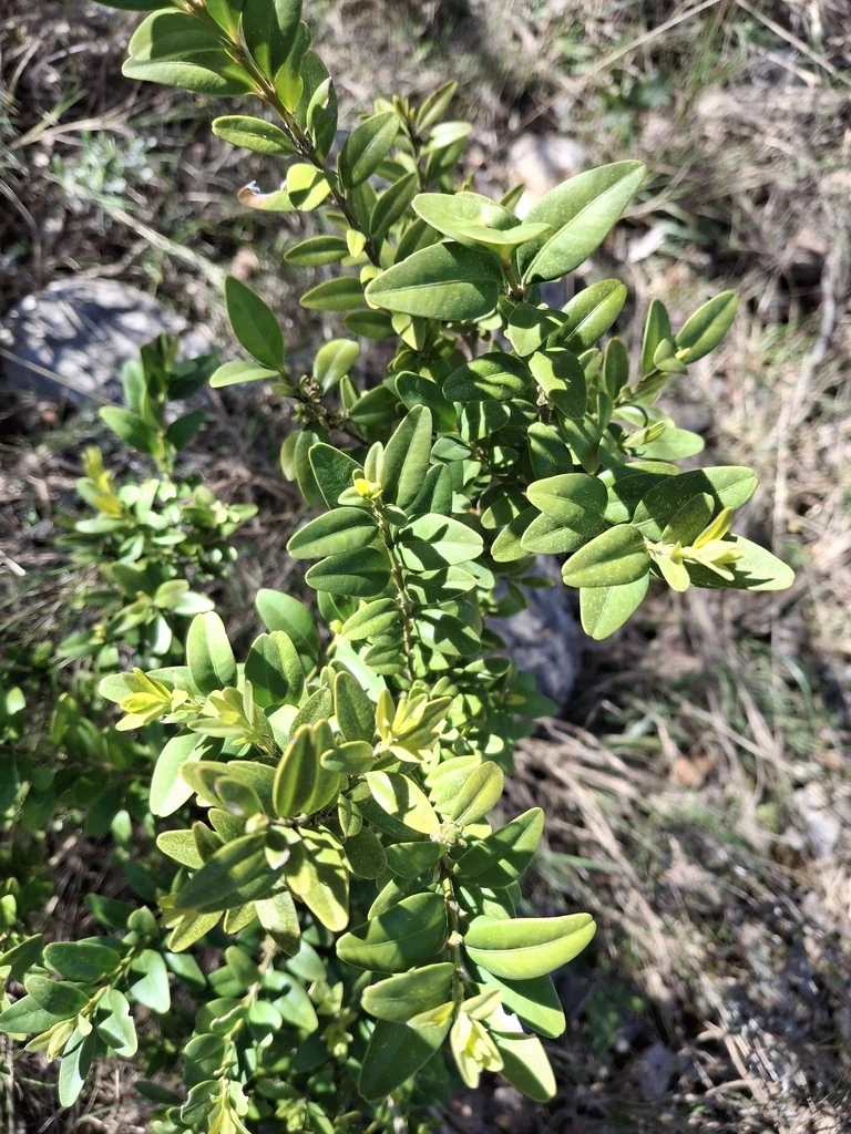 Buxus sempervirens