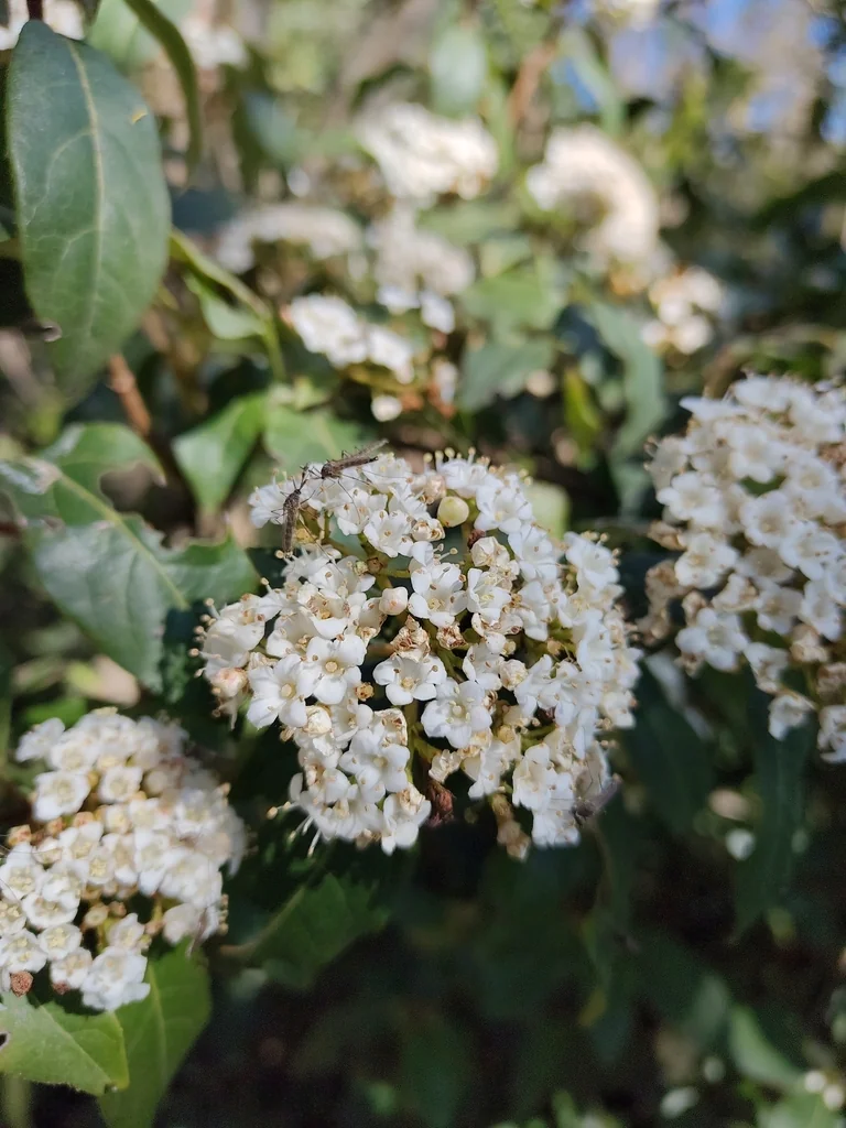 Viburnum Tinus