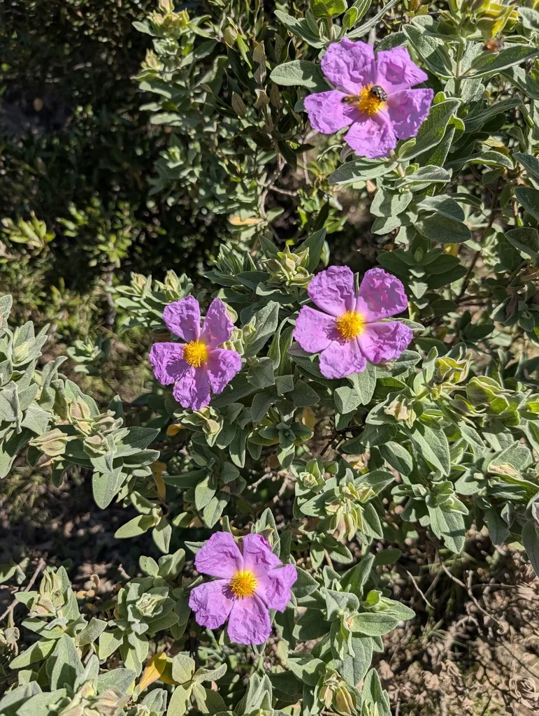 Cistus Albidus