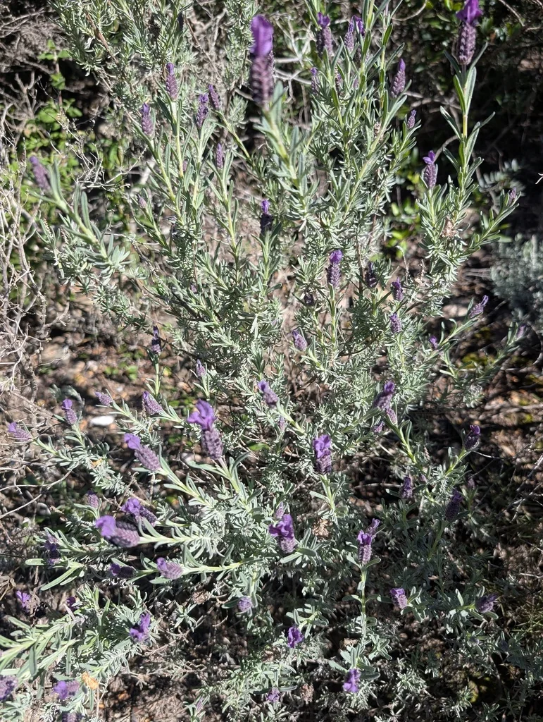 Lavandula Stoechas