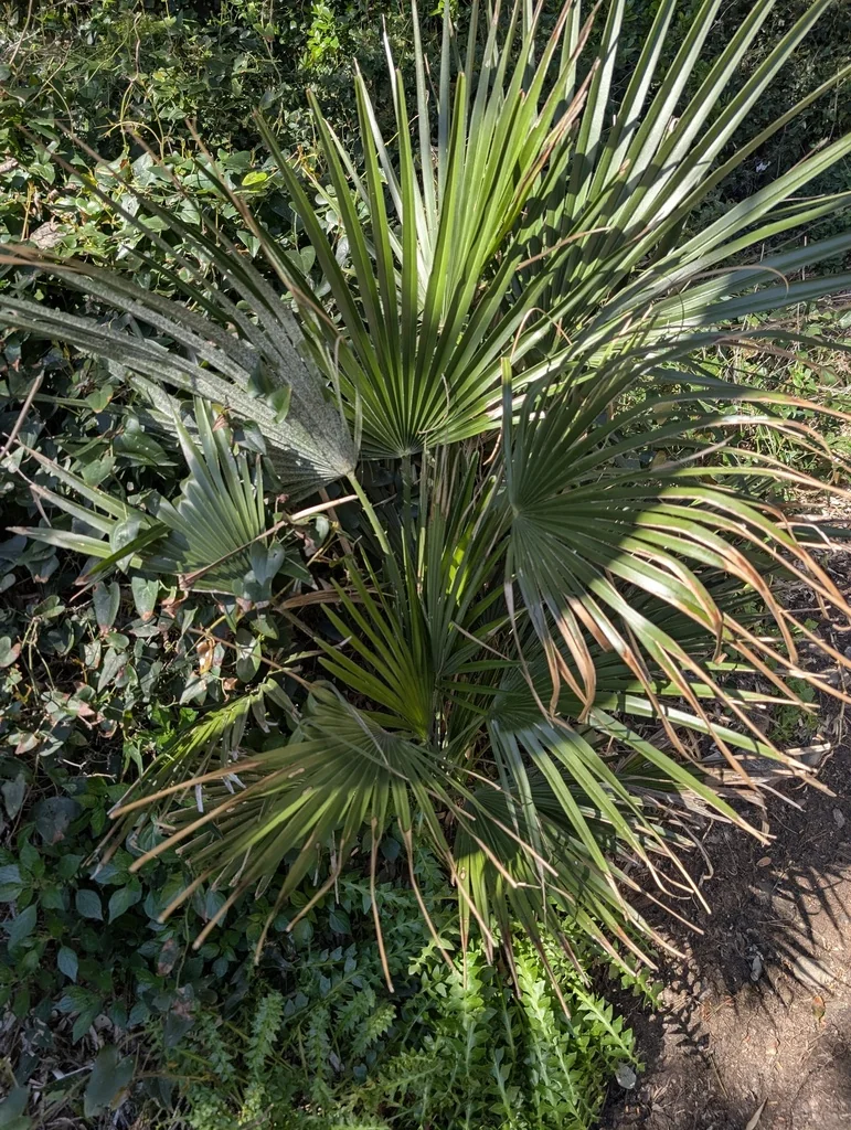 Chamaerops Humilis