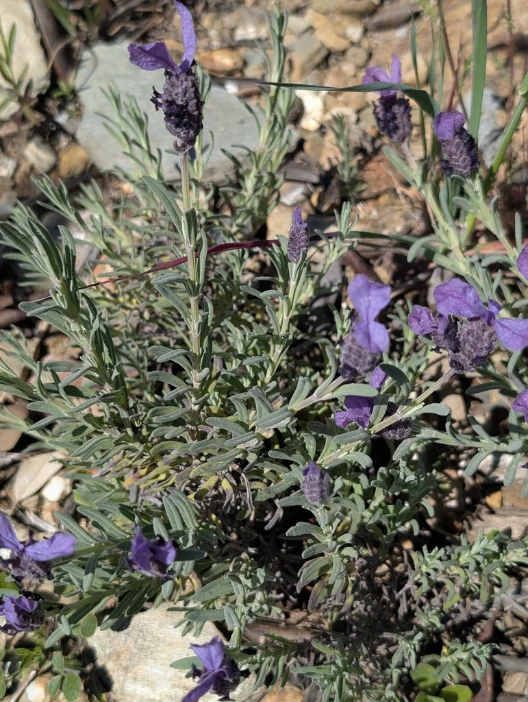 Lavandula Stoechas