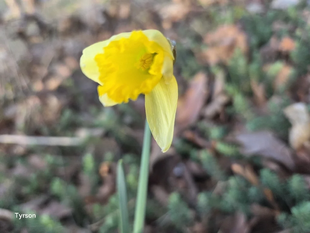 Narcissus Pseudonarcissus