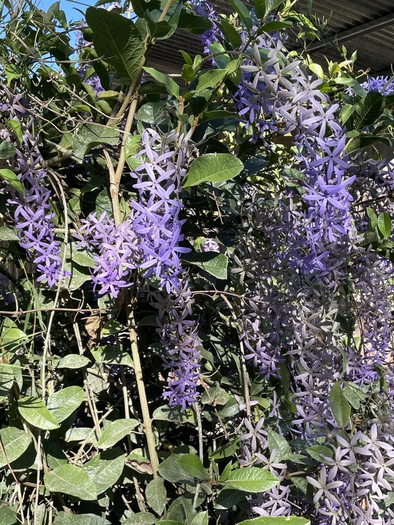 Petrea Volubilis