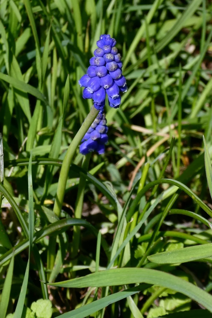 Muscari Armeniacum