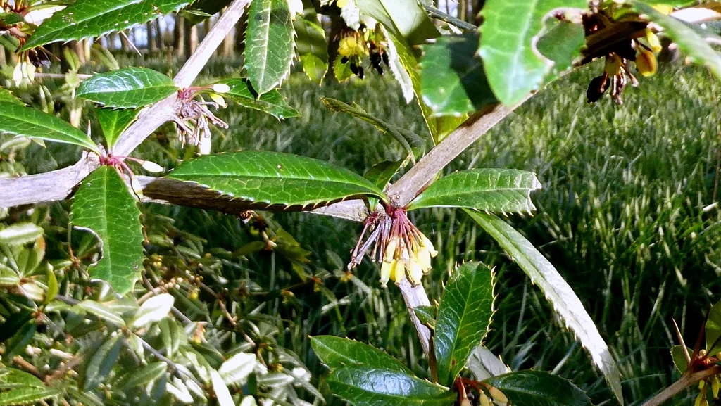 Berberis Julianae