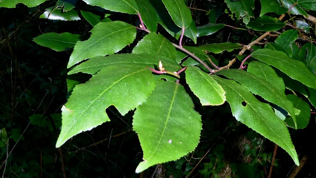 Prunus Lusitanica