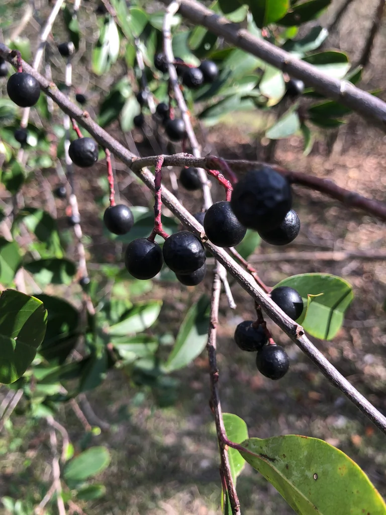 Prunus Caroliniana