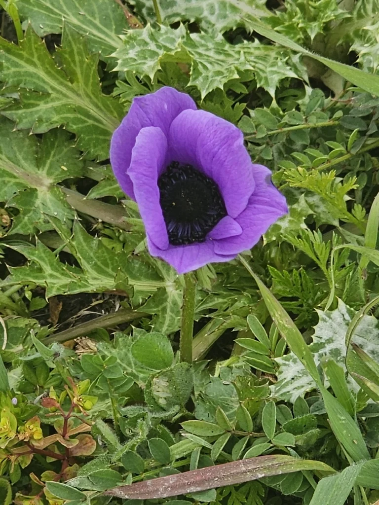 Anemone Coronaria