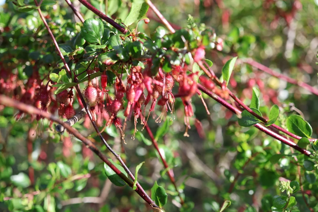 Ribes Speciosum