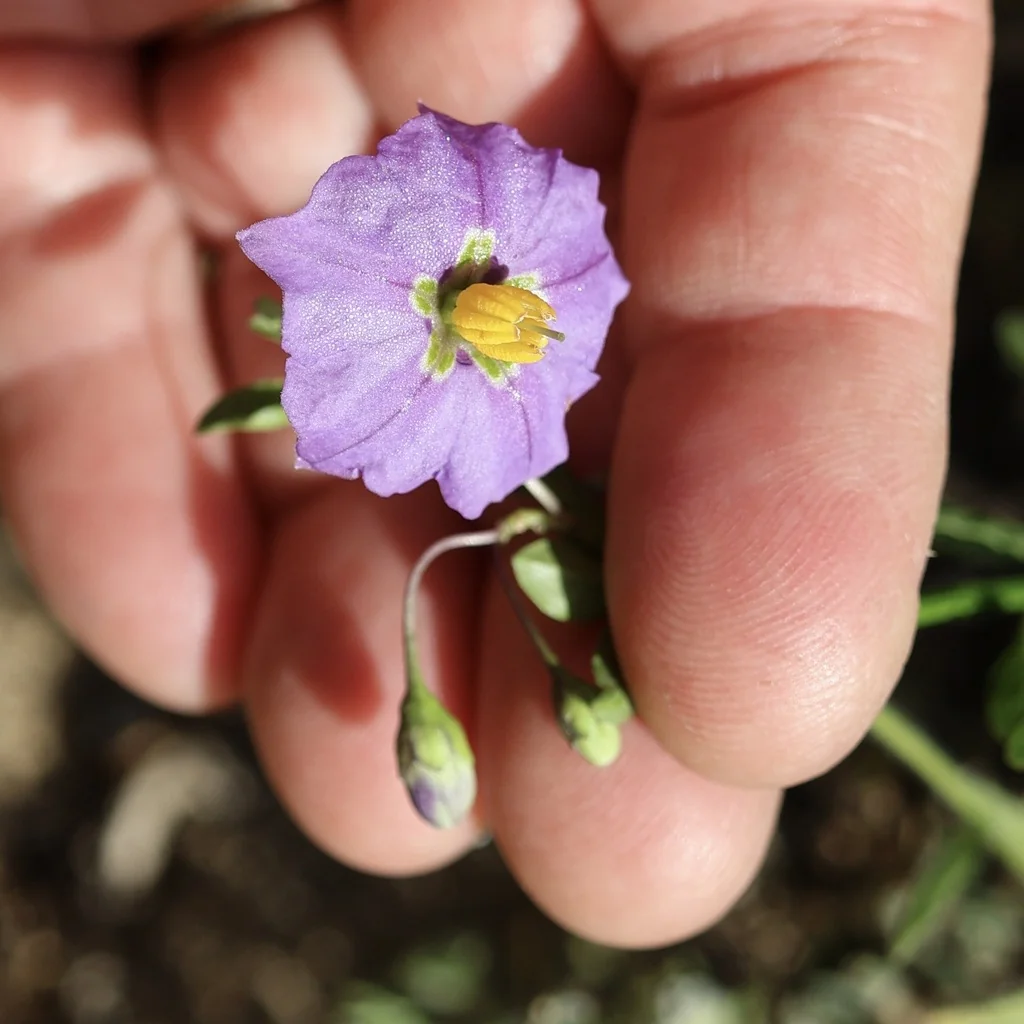 Solanum Umbelliferum
