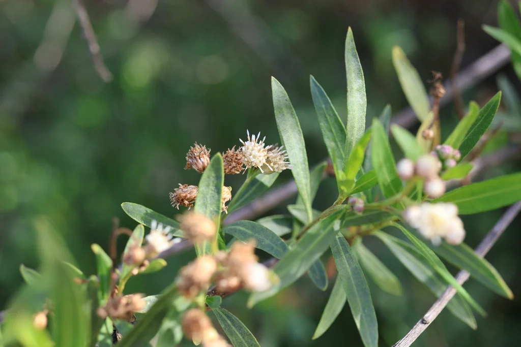 Baccharis Salicifolia