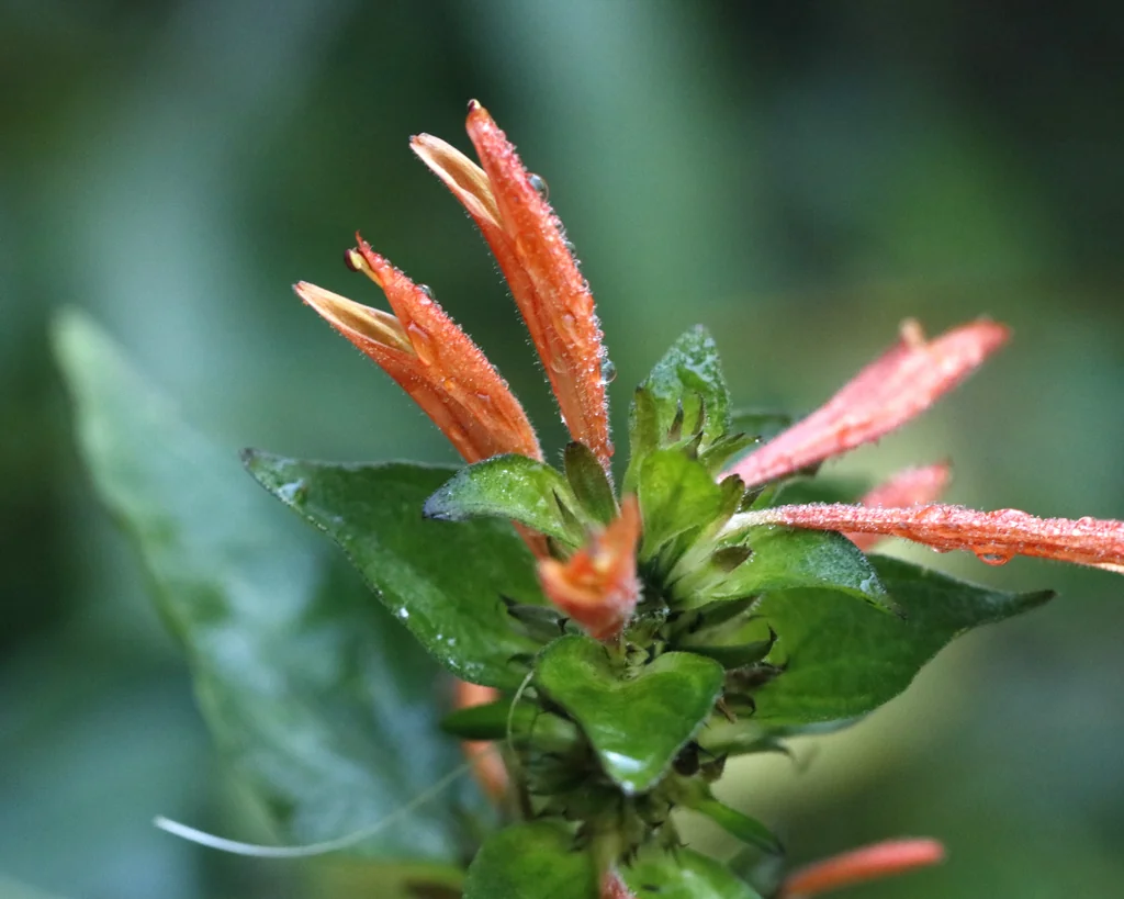 Dicliptera Suberecta