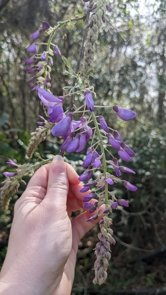 Wisteria Sinensis