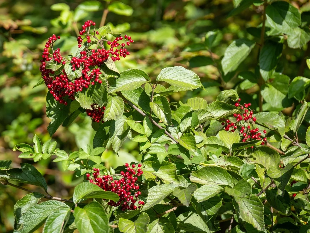 Viburnum dilatatum
