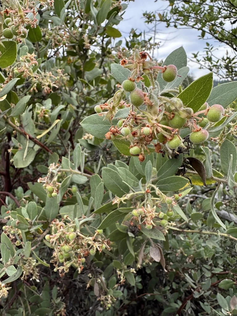 Arctostaphylos Glandulosa