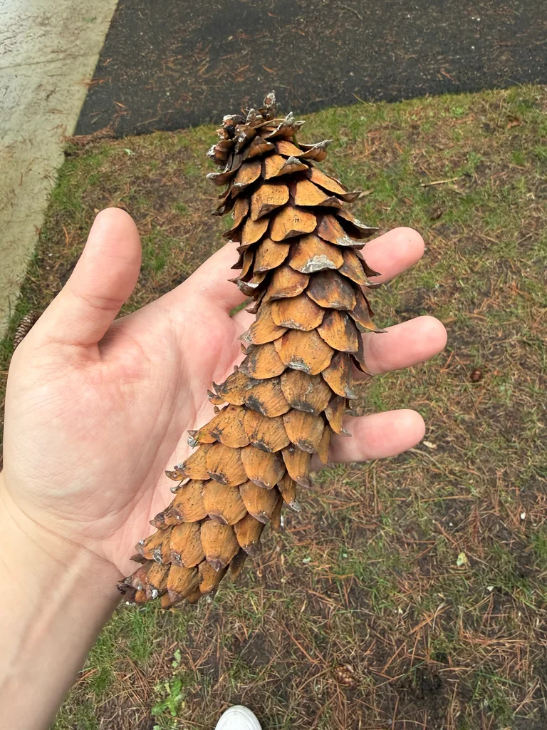Pinus Monticola