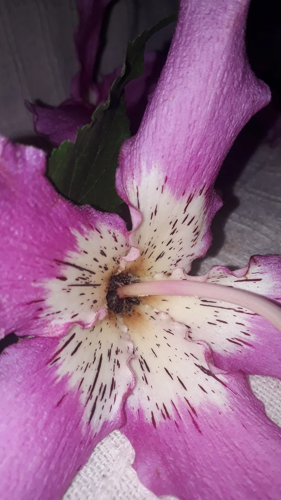 Ceiba Speciosa