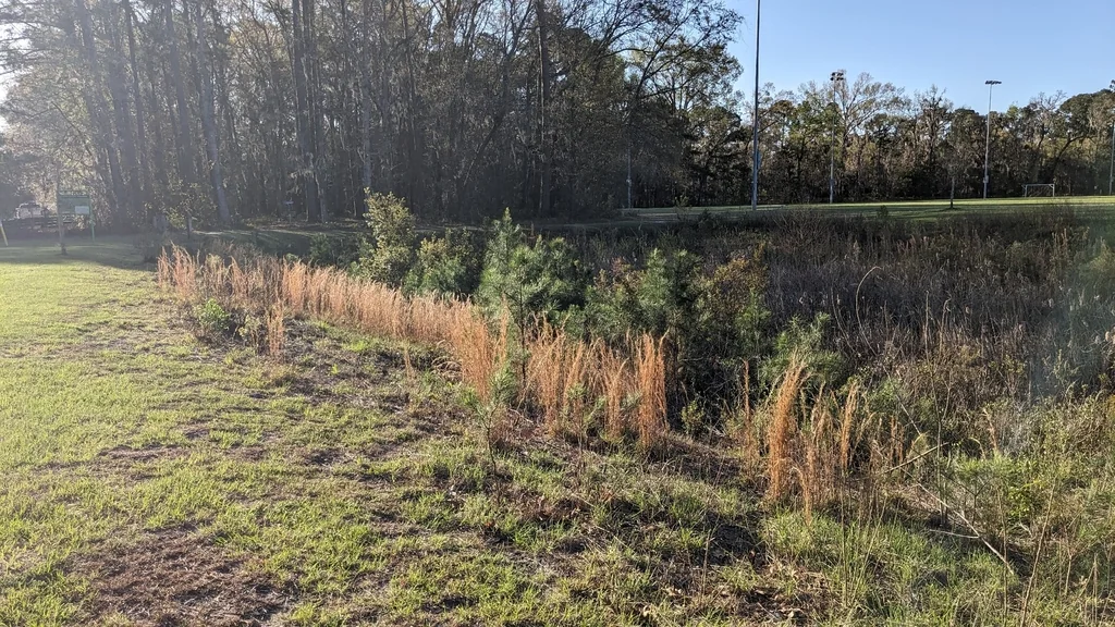 Andropogon Virginicus