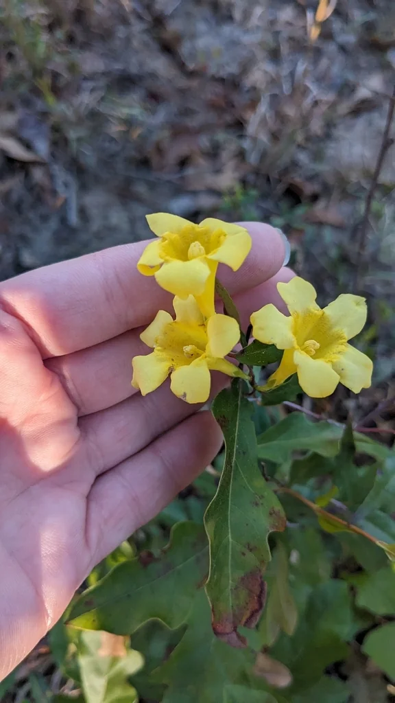 Gelsemium Sempervirens