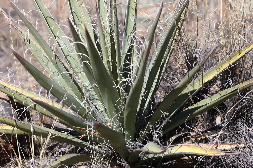 Yucca Baccata