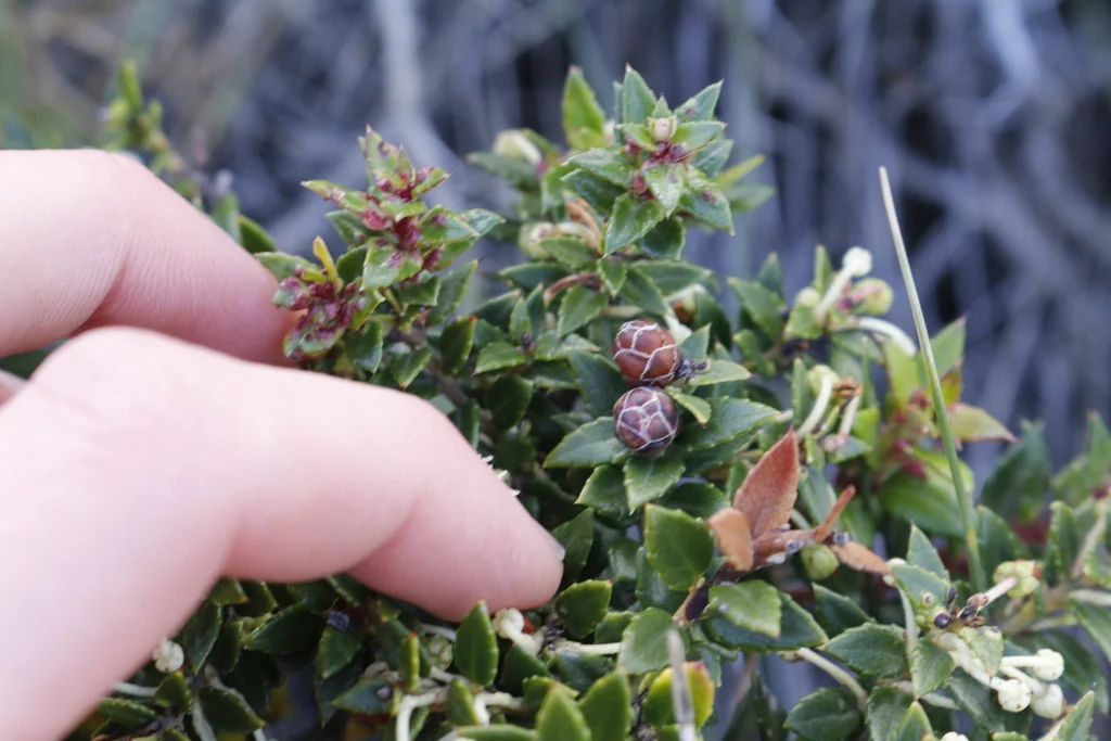 Gaultheria Mucronata