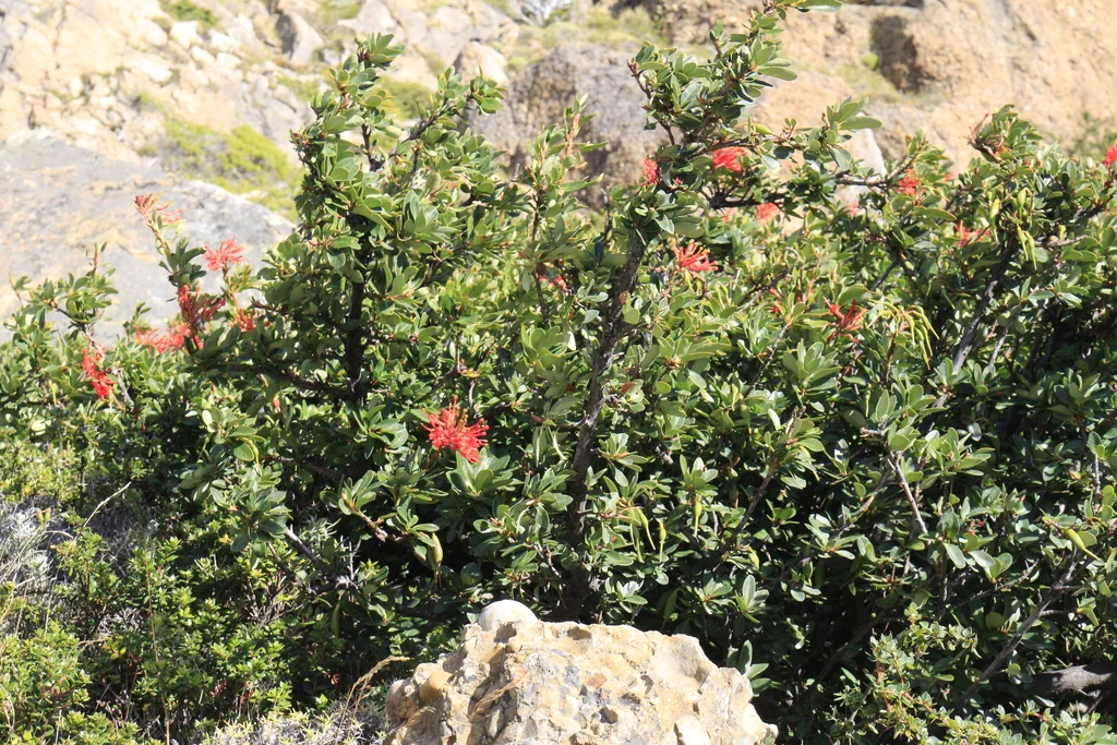 Embothrium Coccineum