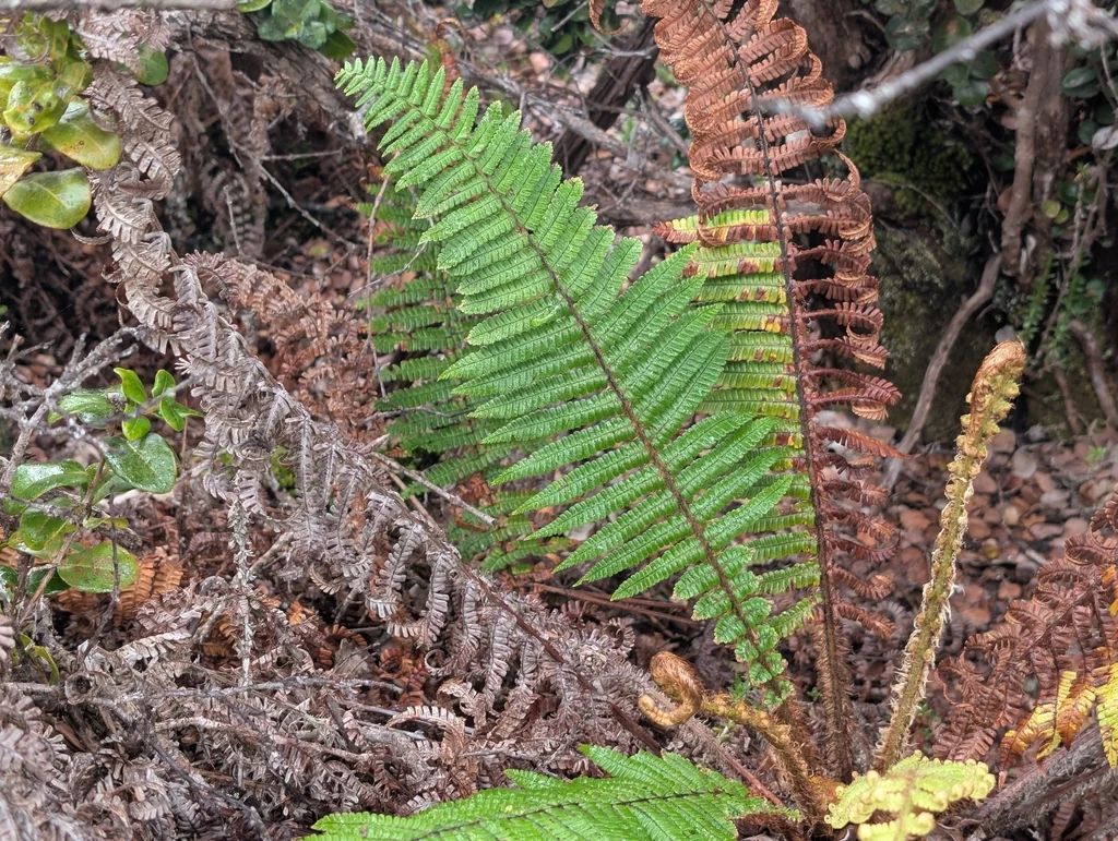 Dryopteris wallichiana