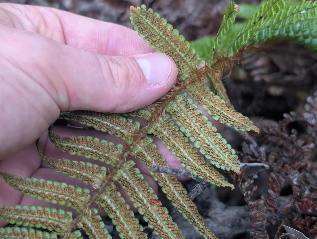 Dryopteris wallichiana