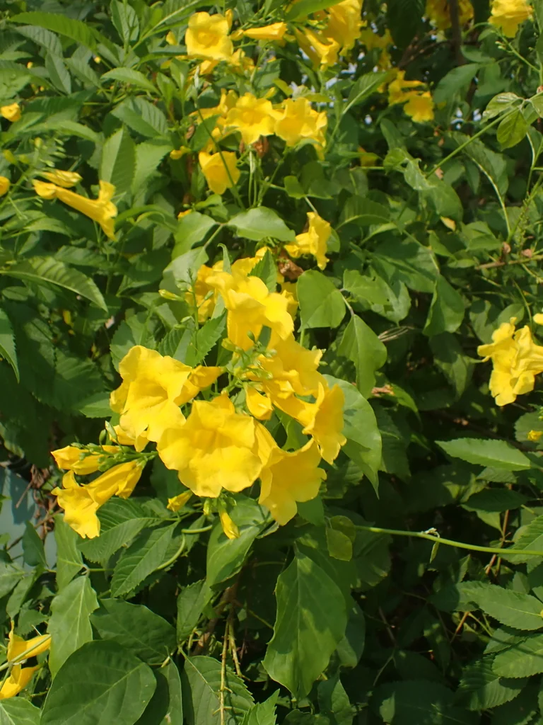 Tecoma Stans