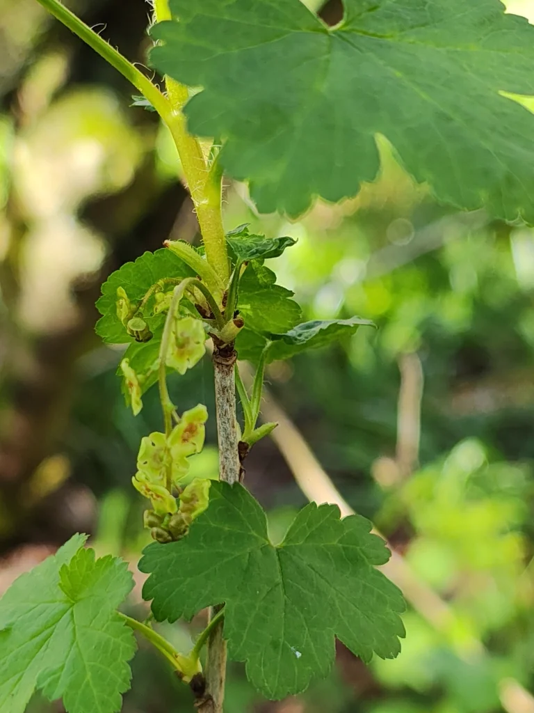 Ribes Rubrum