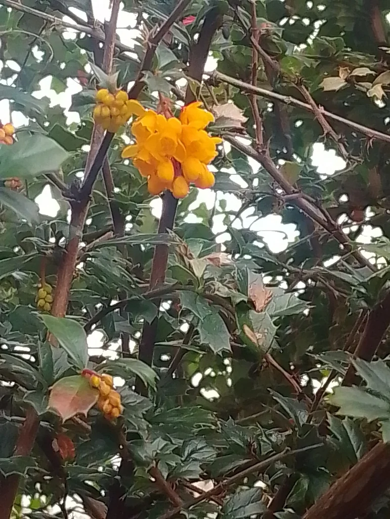 Berberis Darwinii