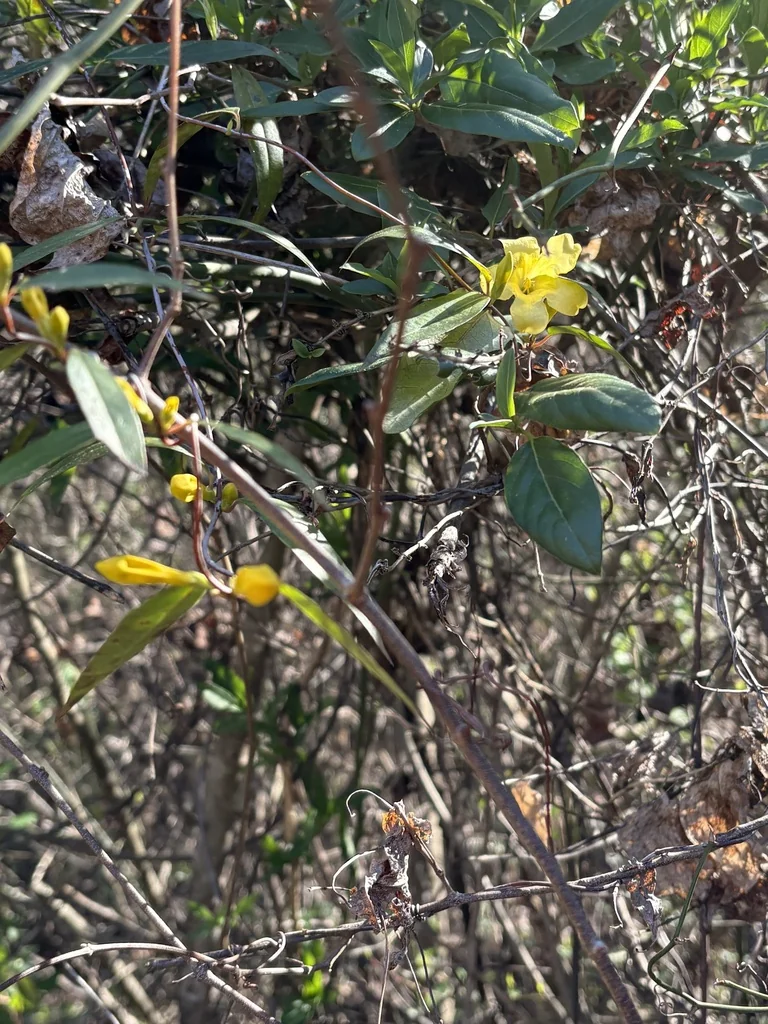 Gelsemium Sempervirens