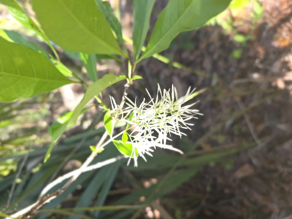 Chionanthus Virginicus